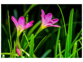 3-piece-canvas-print-flowers-in-nature