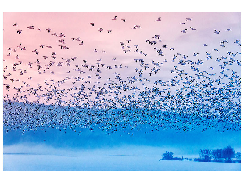 modern-4-piece-canvas-print-flying-in-the-fogging-morning