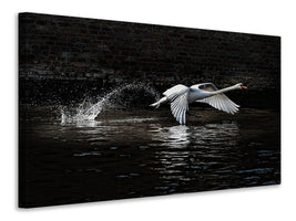 panoramic-3-piece-canvas-print-flying-swan