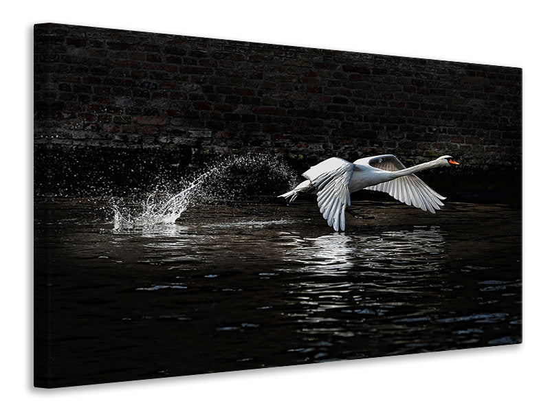 4-piece-canvas-print-flying-swan