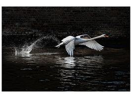 3-piece-canvas-print-flying-swan