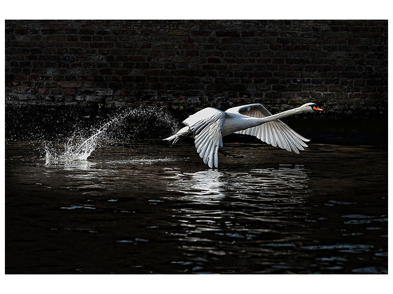 panoramic-canvas-print-flying-swan