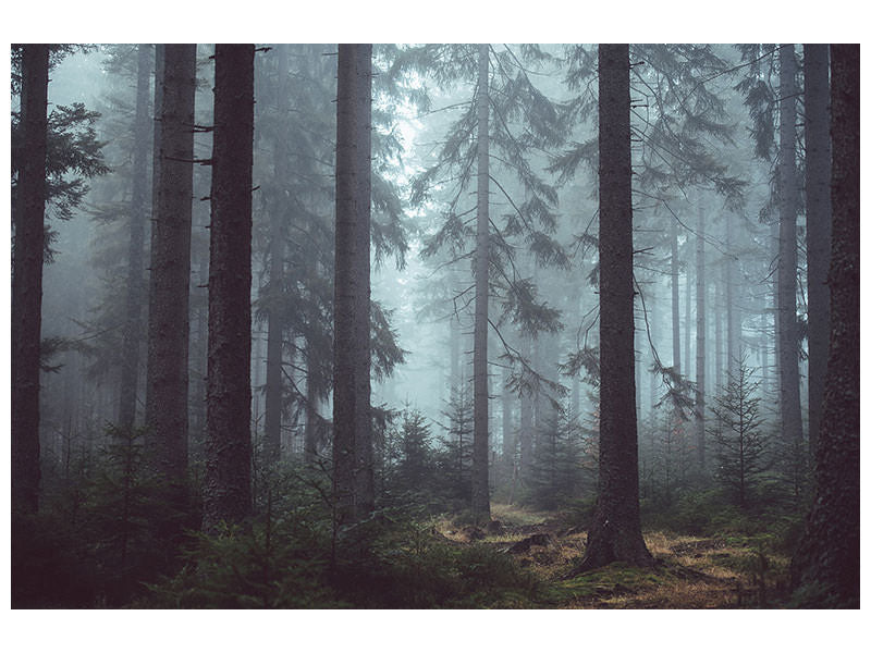 5-piece-canvas-print-forest-in-the-fog