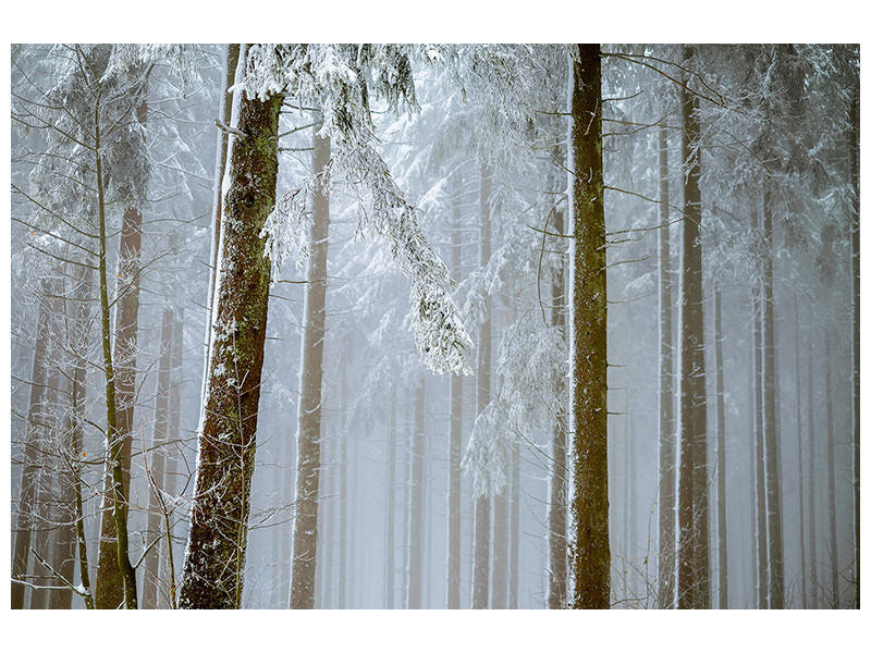 3-piece-canvas-print-forest-in-winter