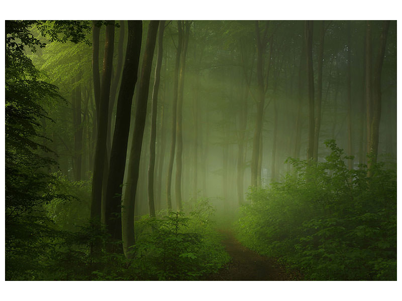5-piece-canvas-print-forest-morning