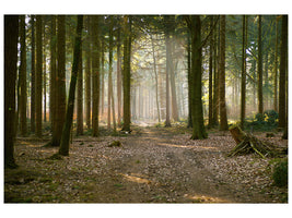 3-piece-canvas-print-forest-run