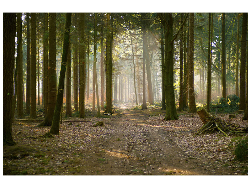 3-piece-canvas-print-forest-run
