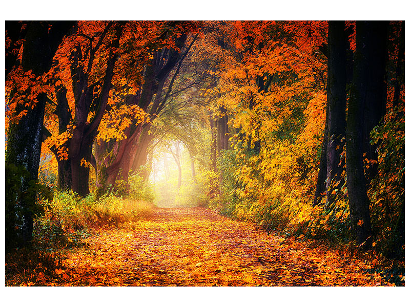 modern-3-piece-canvas-print-forest-walk