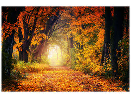 3-piece-canvas-print-forest-walk