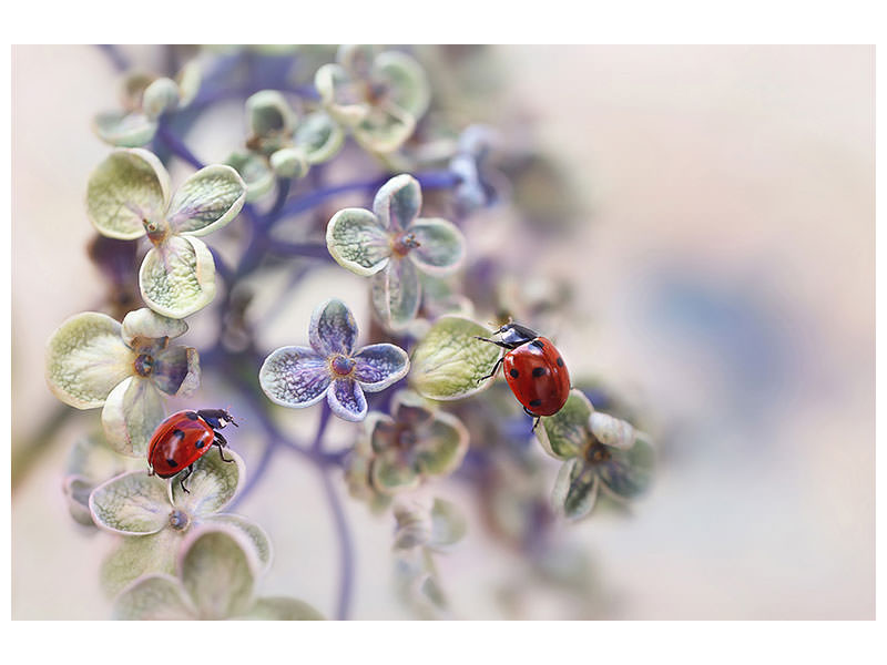 4-piece-canvas-print-fragile