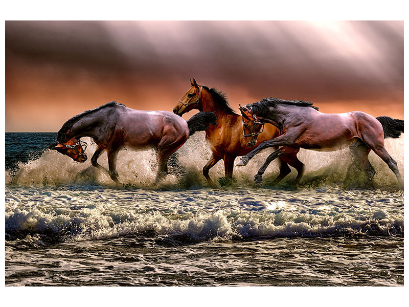 3-piece-canvas-print-freedom-for-horses
