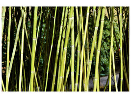 5-piece-canvas-print-fresh-bamboo