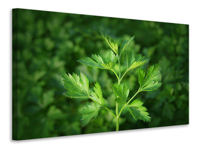 3-piece-canvas-print-fresh-parsley