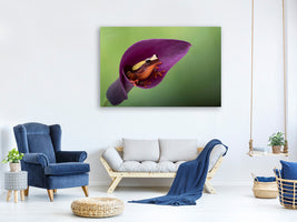 panoramic-canvas-print-frog-cubby-house