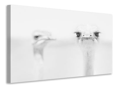 modern-4-piece-canvas-print-funny-ostrich