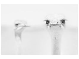 panoramic-canvas-print-funny-ostrich