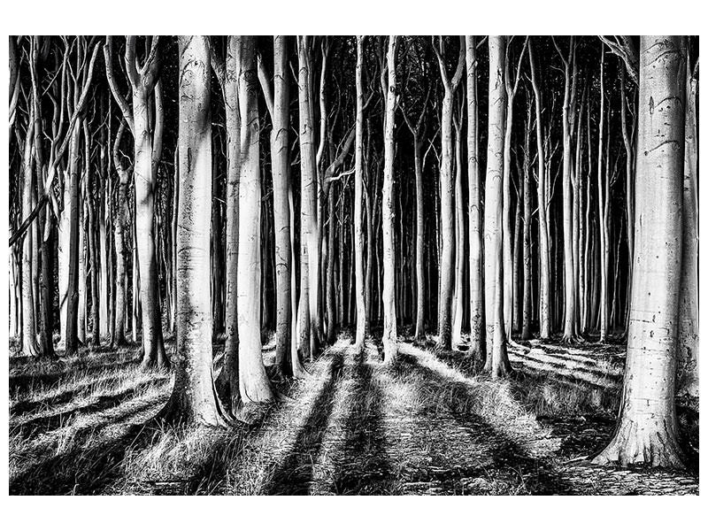 panoramic-canvas-print-ghost-forest