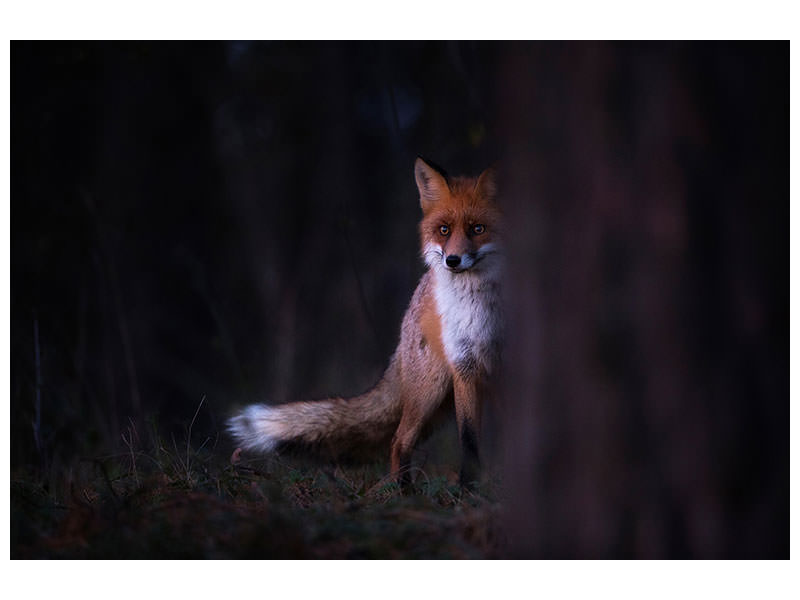 3-piece-canvas-print-glances