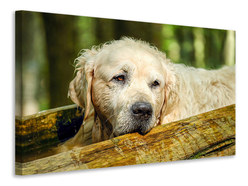 3-piece-canvas-print-golden-retriever-in-nature