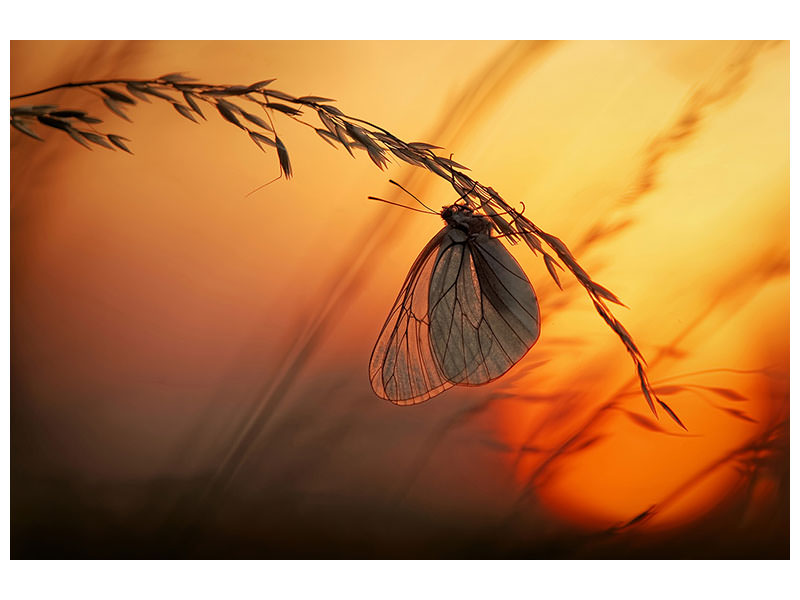 5-piece-canvas-print-good-night