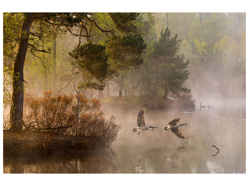 modern-4-piece-canvas-print-goose-fight