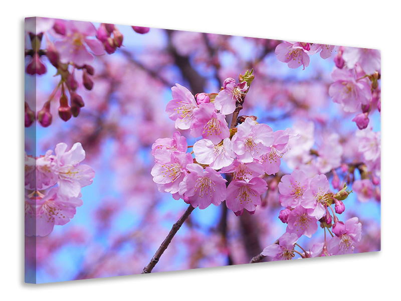 4-piece-canvas-print-gorgeous-cherry-blossom