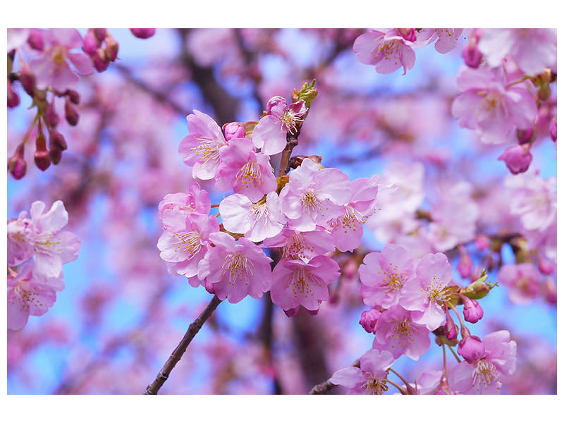 modern-4-piece-canvas-print-gorgeous-cherry-blossom
