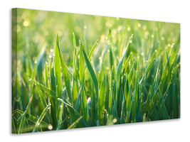 panoramic-canvas-print-grass-with-morning-dew-xl