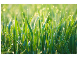 modern-3-piece-canvas-print-grass-with-morning-dew-xl
