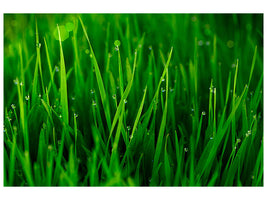 panoramic-3-piece-canvas-print-grass-with-morning-dew