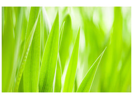 modern-4-piece-canvas-print-grass-xxl