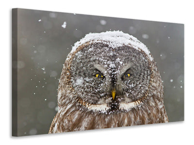 panoramic-canvas-print-great-grey-owl-winter-portrait