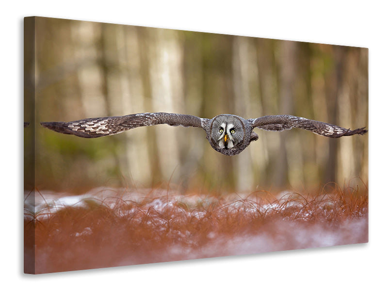 modern-4-piece-canvas-print-great-grey-owl