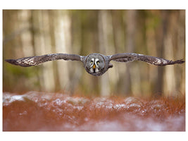 modern-3-piece-canvas-print-great-grey-owl