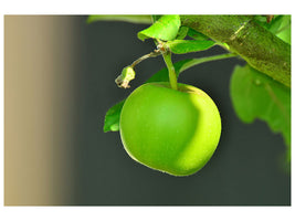 3-piece-canvas-print-green-apple
