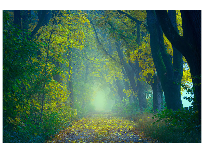 5-piece-canvas-print-green-forest