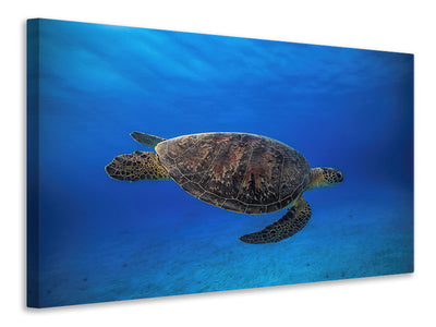 3-piece-canvas-print-green-turtle-in-the-blue