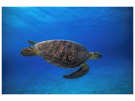 modern-3-piece-canvas-print-green-turtle-in-the-blue