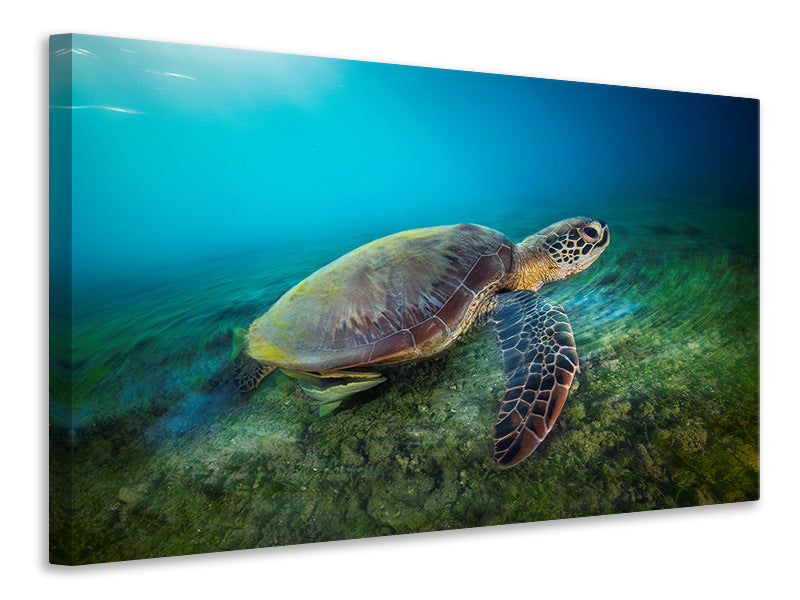 5-piece-canvas-print-green-turtle