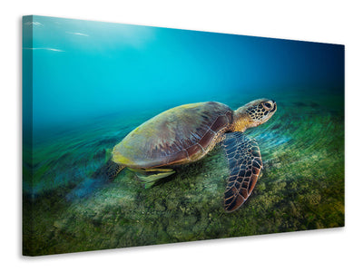 3-piece-canvas-print-green-turtle