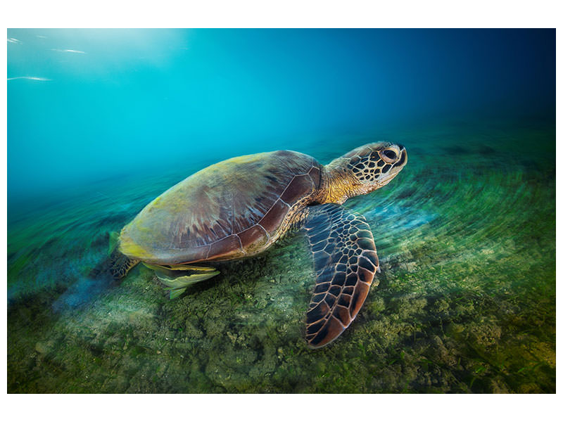 5-piece-canvas-print-green-turtle