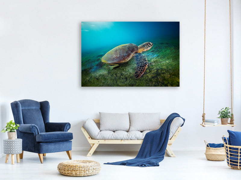 5-piece-canvas-print-green-turtle