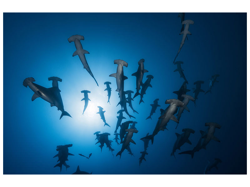 panoramic-3-piece-canvas-print-hammerhead-sharks-in-the-light