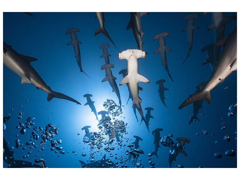 3-piece-canvas-print-hammerhead-shark