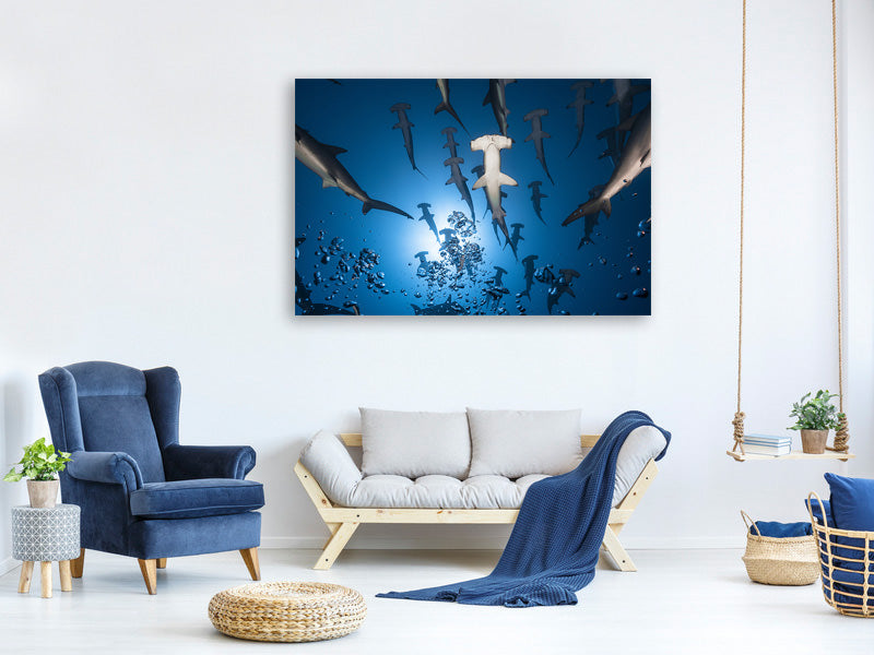 5-piece-canvas-print-hammerhead-shark