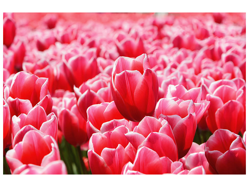 panoramic-canvas-print-happy-tulip-field
