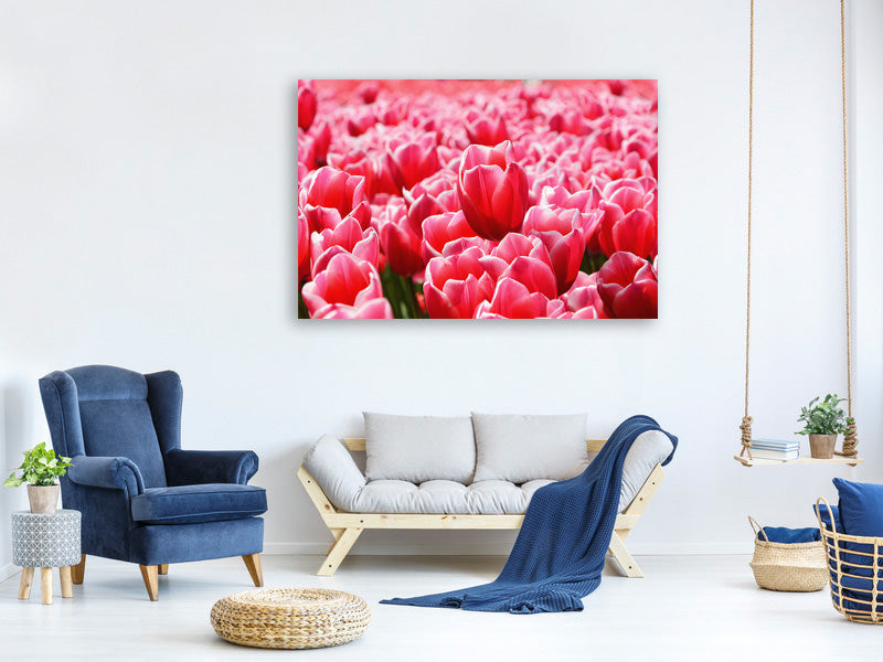 panoramic-canvas-print-happy-tulip-field