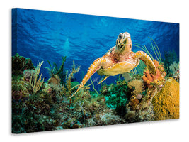 canvas-print-turtle-in-the-reef