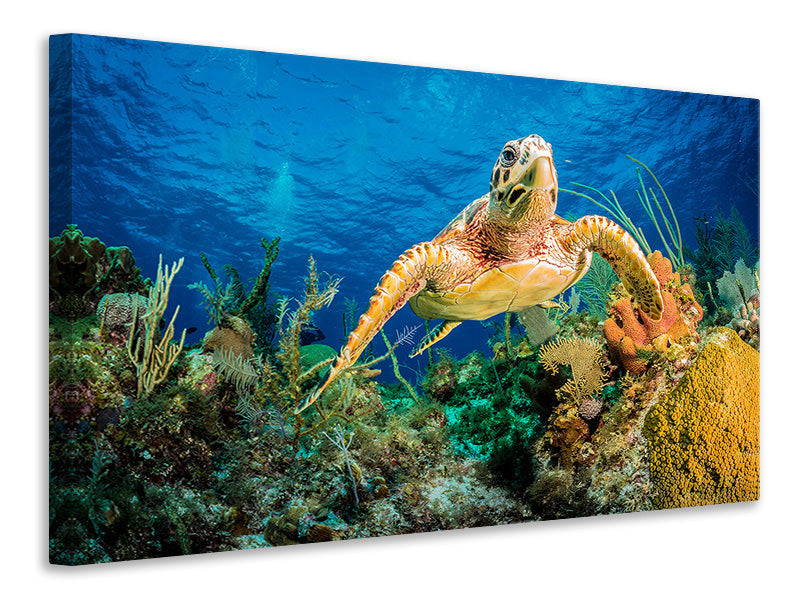 3-piece-canvas-print-turtle-in-the-reef