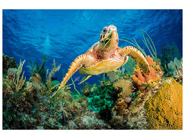 3-piece-canvas-print-turtle-in-the-reef